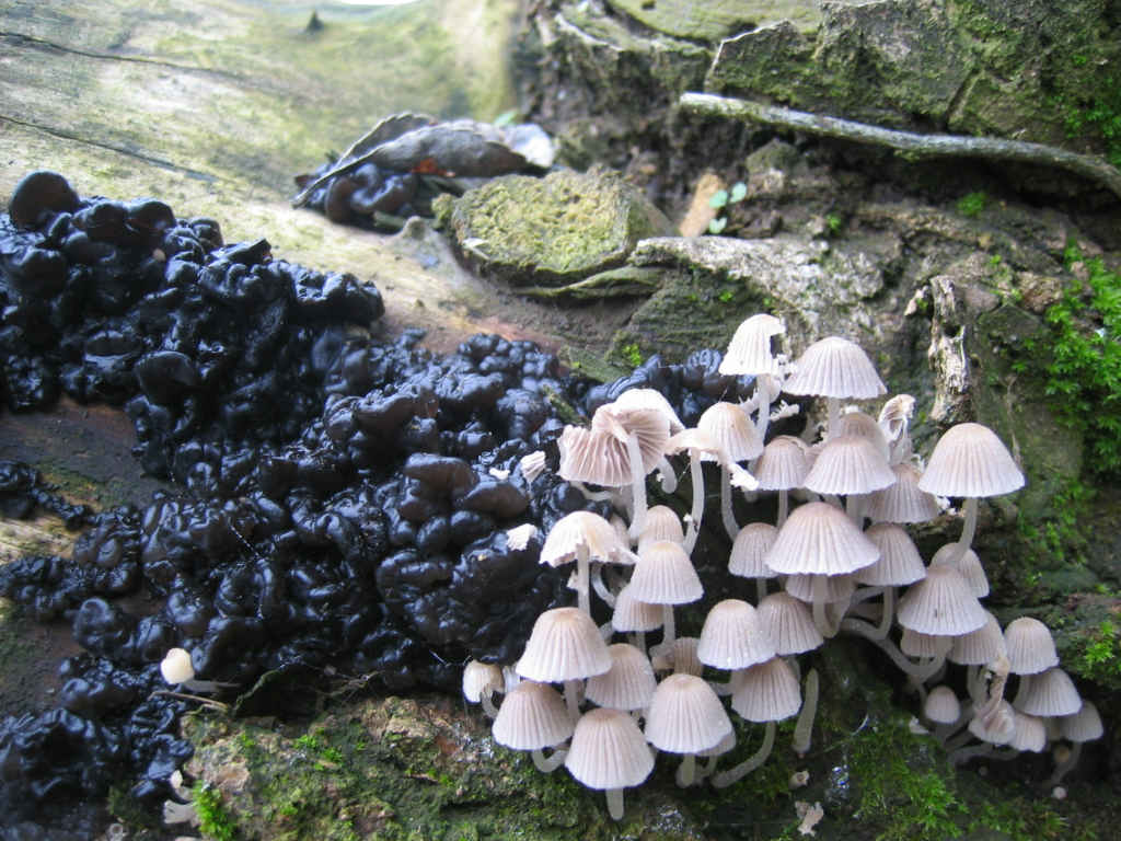2005 :  Un anno di funghi